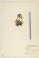 登錄號:A00005593藏品圖，第3張