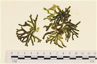 登錄號:A00005593藏品圖，第1張