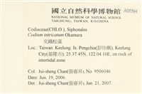 登錄號:A00005594藏品圖，第2張