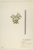 登錄號:A00005594藏品圖，第3張