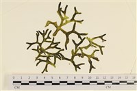 登錄號:A00005594藏品圖，第1張