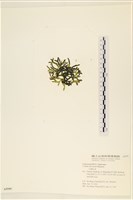 登錄號:A00005595藏品圖，第3張