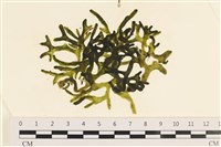 登錄號:A00005595藏品圖，第1張