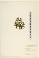 登錄號:A00005596藏品圖，第3張