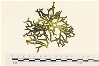 登錄號:A00005596藏品圖，第1張