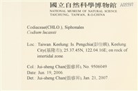 登錄號:A00005597藏品圖，第2張