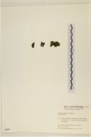 登錄號:A00005597藏品圖，第3張