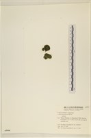 登錄號:A00005598藏品圖，第3張