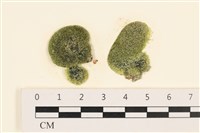 登錄號:A00005598藏品圖，第1張