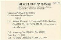登錄號:A00005599藏品圖，第2張