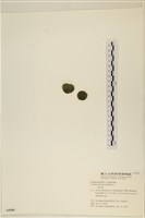登錄號:A00005600藏品圖，第3張