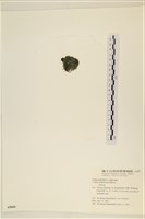 登錄號:A00005601藏品圖，第3張