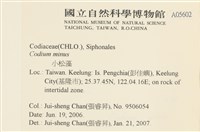 小松藻藏品圖，第2張