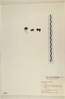 小松藻藏品圖，第3張