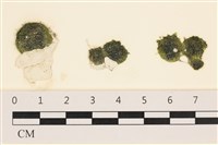 小松藻藏品圖，第1張