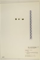 小松藻藏品圖，第3張