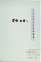 登錄號:A00005607藏品圖，第3張