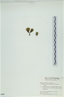 登錄號:A00005608藏品圖，第3張