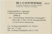 臺灣水松, 臺灣松藻藏品圖，第2張