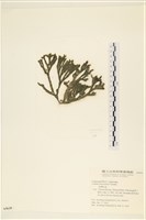 臺灣水松, 臺灣松藻藏品圖，第1張