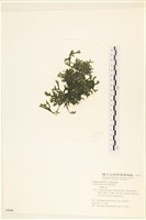 登錄號:A00005641藏品圖，第3張