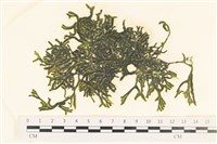登錄號:A00005641藏品圖，第1張