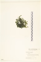 登錄號:A00005642藏品圖，第3張