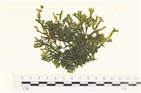 登錄號:A00005642藏品圖，第1張