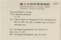 茶花石蓴, 牡丹菜藏品圖，第2張