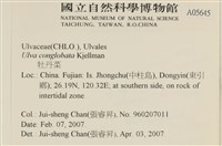 茶花石蓴, 牡丹菜藏品圖，第2張