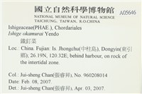 石牙藻, 石牙菜, 鐵釘菜藏品圖，第2張