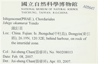 石牙藻, 石牙菜, 鐵釘菜藏品圖，第2張