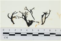 石牙藻, 石牙菜, 鐵釘菜藏品圖，第1張