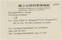 大石蓴, 石蓴藏品圖，第2張