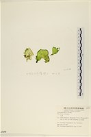 大石蓴, 石蓴藏品圖，第3張