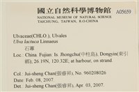 大石蓴, 石蓴藏品圖，第2張