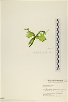 大石蓴, 石蓴藏品圖，第3張