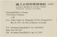 大石蓴, 石蓴藏品圖，第2張