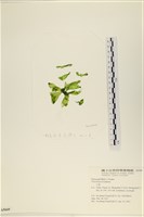 大石蓴, 石蓴藏品圖，第1張