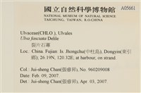 長片石蓴, 裂片石蓴藏品圖，第2張