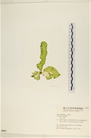 長片石蓴, 裂片石蓴藏品圖，第1張
