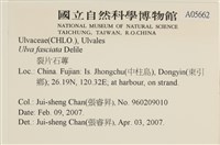 長片石蓴, 裂片石蓴藏品圖，第2張
