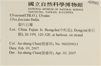 長片石蓴, 裂片石蓴藏品圖，第2張