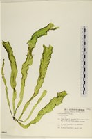 長片石蓴, 裂片石蓴藏品圖，第1張