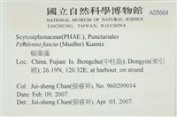 西洋葉苔藏品圖，第2張