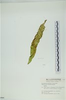 西洋葉苔藏品圖，第3張