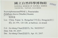 西洋葉苔藏品圖，第2張