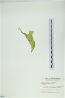 西洋葉苔藏品圖，第3張