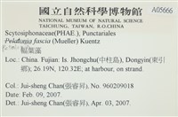 西洋葉苔藏品圖，第2張