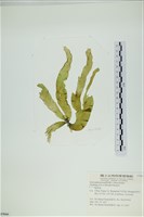 西洋葉苔藏品圖，第3張